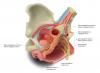 Anterior view of female pelvis; internal organs and innervation – Latin and English labels