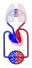 Circulatory system (pulmonary and systemic circulation)