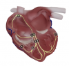 Thumb 3D model Cardiac Conduction System