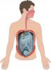 Drawing of large intestine hanging in peritoneum from the dorsal wall of the peritoneal cavity of the abdomen