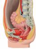 Sagittal section female pelvis