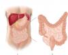 Drawing of the small and large intestine in situ from anterior and posterior view on small and large intestine