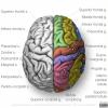 Radiopaedia - Drawing Gyri and sulci: superior surface of brain - English labels