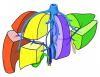 Overview of the segmentation of the liver in eight segments