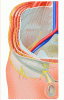 Iliohypogastric, ilioinguinal and genitofemoral nerve in inguinal area - animated gif, no labels