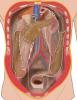 Retroperitoneal structures behind peritoneum