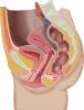 Sagittal section female pelvis with peritoneum