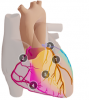 3D model Blood Supply to the Ventricles by the Coronary Arteries