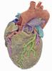 Interactive Page Anterior view of the heart