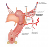 Slagter - Drawing Vascularisation internal female genitals - Latin and English labels