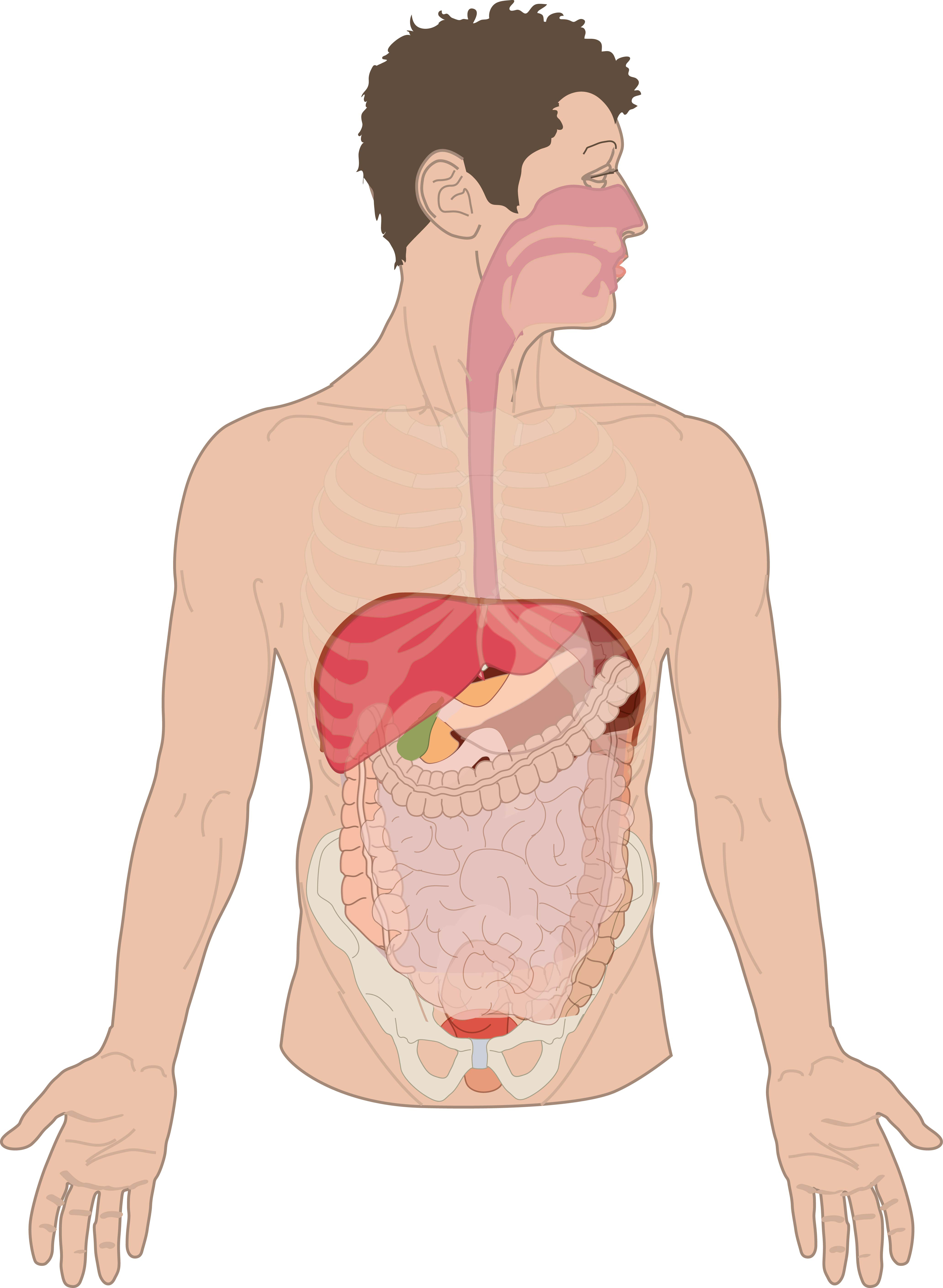 Surface Projection Of Digestive Tract On Thoracic Cage Transparent Organs Anatomytool