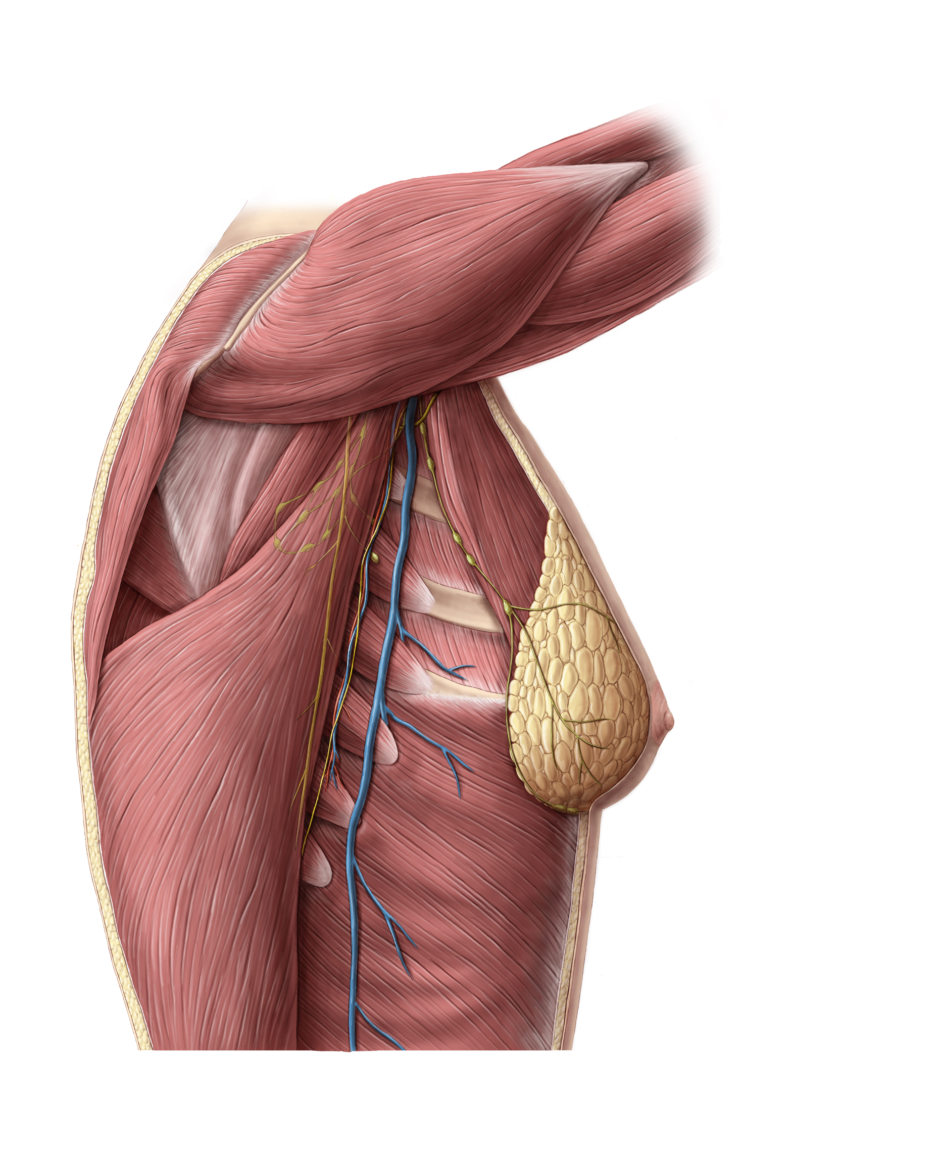 Lateral view of thorax with muscles