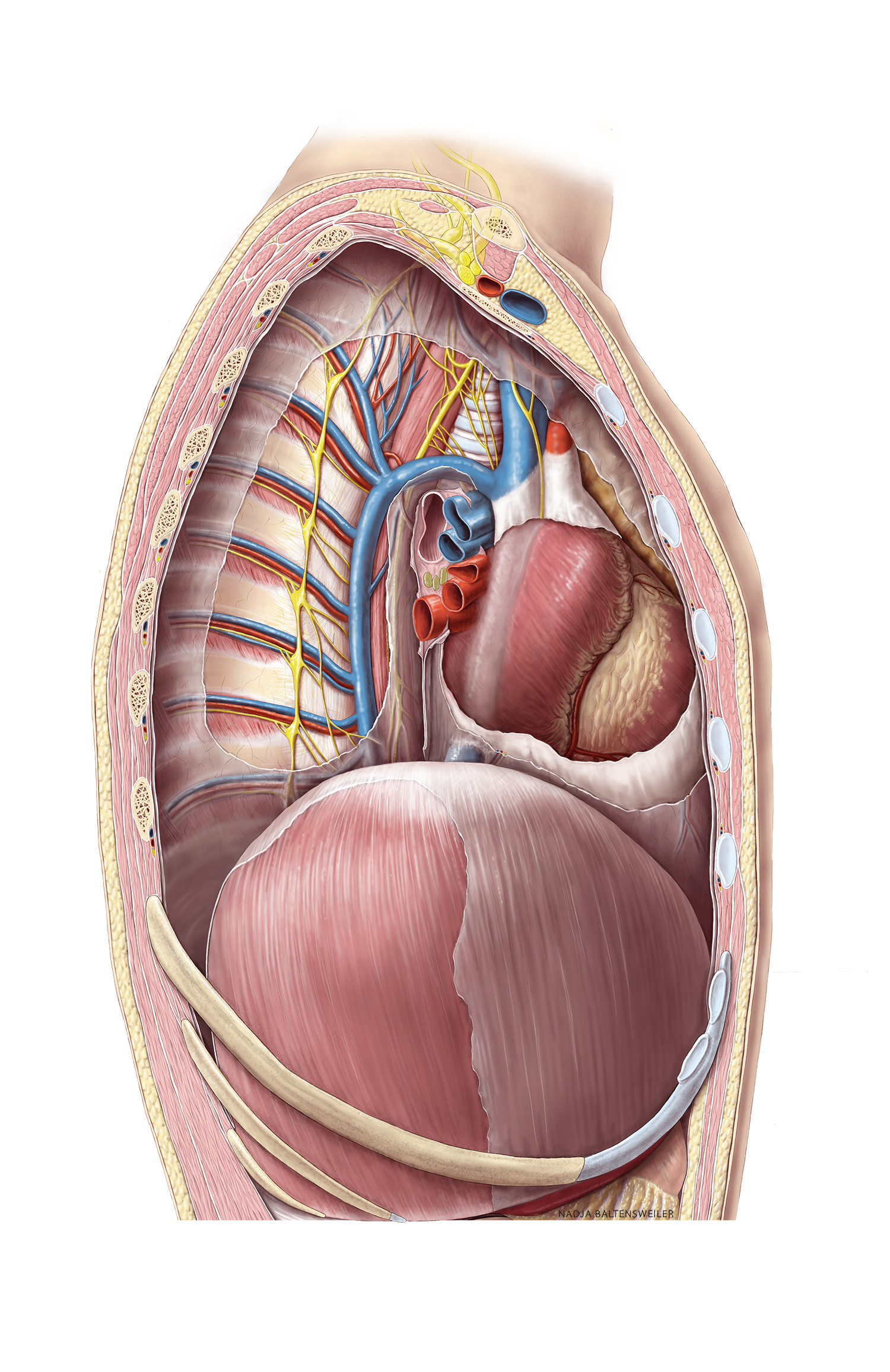 Lateral view of opened thorax, lung removed. View from right on mediastinum. Pericardium opened. Open Anatomy Atlas illustration by Nadja Baltensweiler, scientific illustrator. Credit as follows upon reuse: anatomytool.org/content/lateral-view-opened-thorax-lung-removed By: www.nadjabaltensweiler.ch & www.anatomen.nl, license: CC BY NC SA 4.0