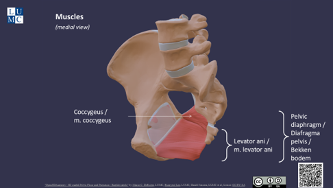 Presentation: Building up the pelvic floor