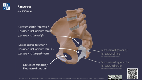 Presentation: pelvis - bony parts, ligaments, passways