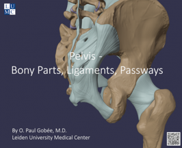 Video: pelvis - bony parts, ligaments, passways