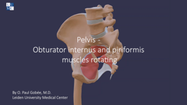 video: pelvis - obturator internus and piriformis muscles rotating