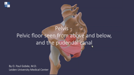 video: pelvis - pelvic floor seen above and below and pudendal canal