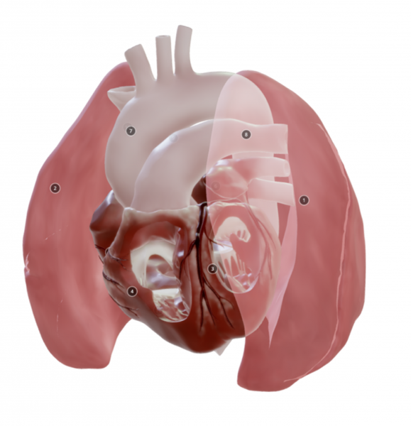 Illustration 3D heart model