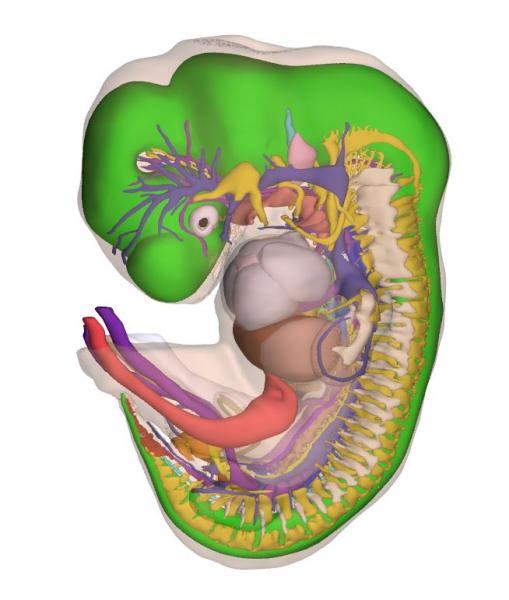 Illustration Embryo 3D Atlas