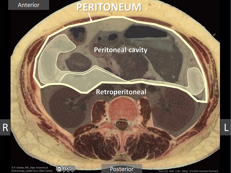 what-is-the-peritoneal-cavity-picture-cloudshareinfo