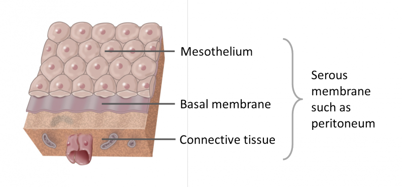 Serous membranes