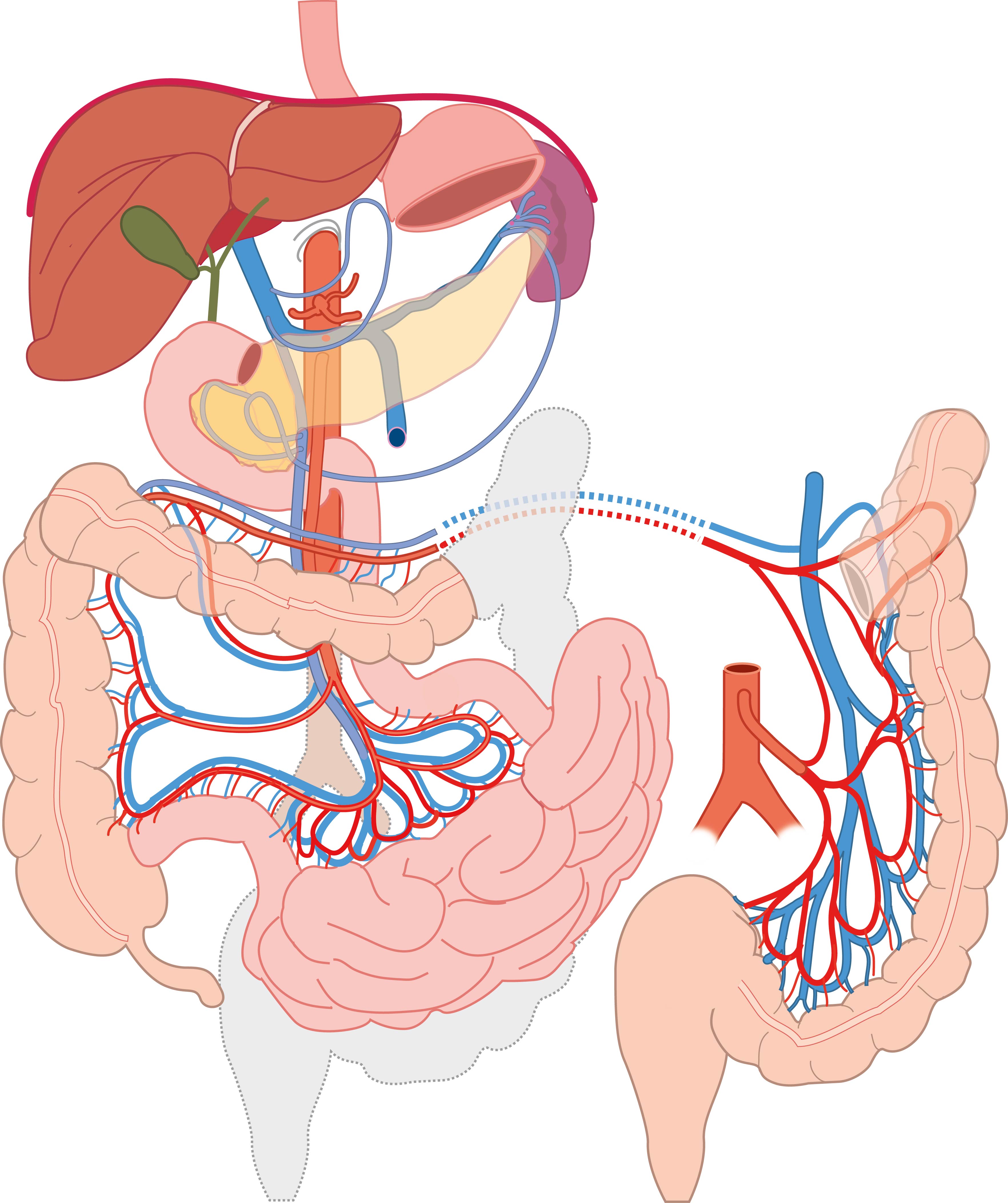 Exploded view of vascularisation of the gut