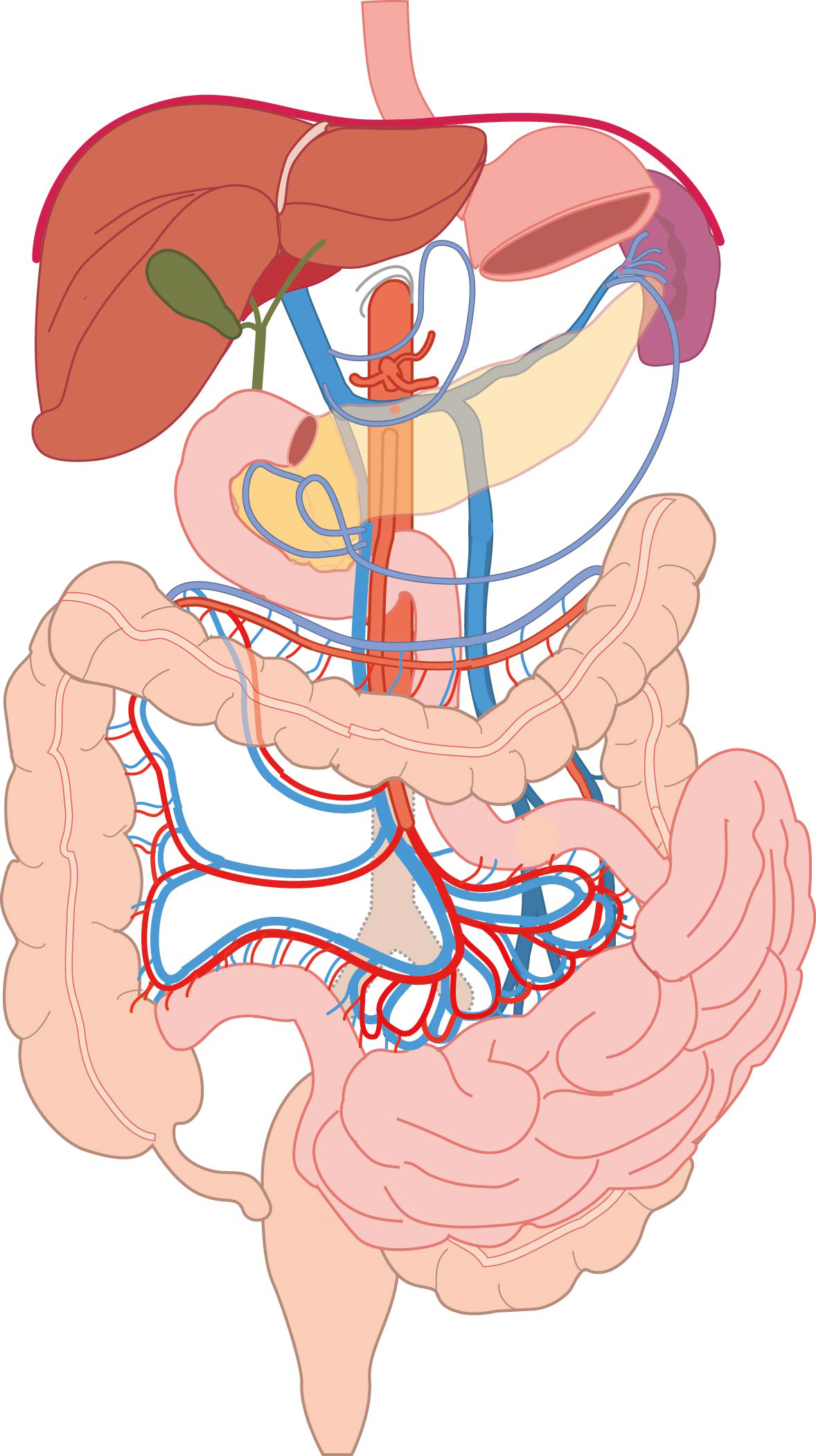 Vascularisation of the gut